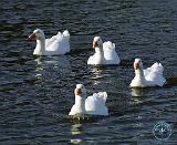 Geese 9P51D-113